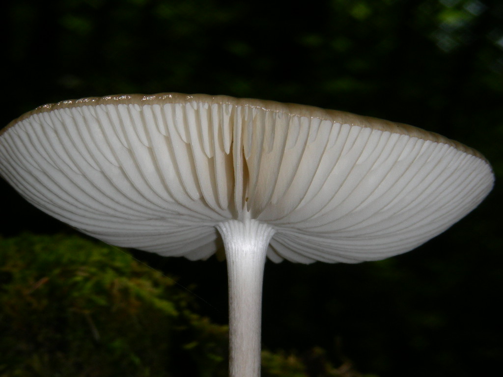 Polyporus sulphureus???